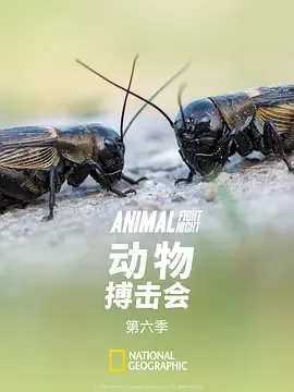 动物搏击会第6季