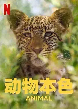 动物本色第2季
