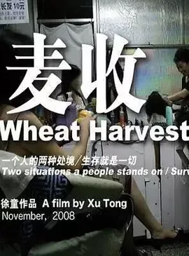 麦收