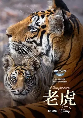 老虎