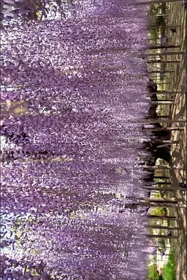 美之壶